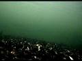 videos de Seatrout underwater Skive fjord