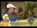 Reproduccion del Mosco Aedes Aegypti