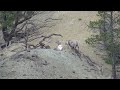 Click here to watch this video Baby bighorns