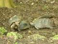 Turtle orgy