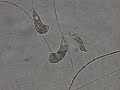 Peranema 400x