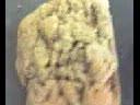 Animal Diversity 1 - Porifera