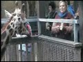 Feeding Giraffes in Austria Feeding Giraffes in Austria