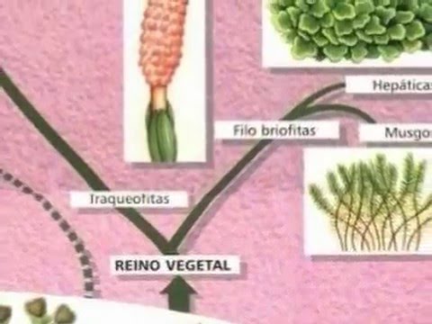 Vídeos Educativos.,Vídeos:Los cinco reinos