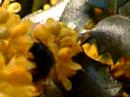 Bee 1