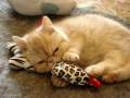 Paopao, the exotic shorthair kitten, is a dropper