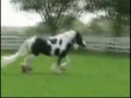 lol...random vid *again* i love this song its so innoying like me...XD sub comment and rate People who owns most of the clips? Zy135 - she's a great rider...:D