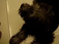 Dog Singing