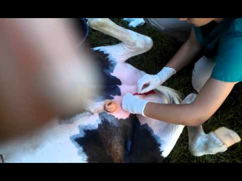 castration