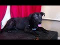 Click here to watch this video Slash A4424647