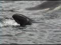 Orca whales, northern resident members of the A24 and I15 matrilines, gather in front of our kayaks in the Johnstone Strait, British Columbia, Canada. Aug 2010. Video by Nola K. Support orca whale advocacy and conservation programs by donating to SeaWolf Coastal Protection at www.projectseawolf.org