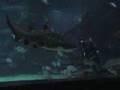 clip video I Am The Ocean Wait, What