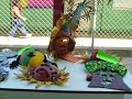 FESTIVAL CANTACLARO