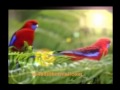 فيروز يا طير .wmv fadi al-faraj عاشق عصير البرتقال