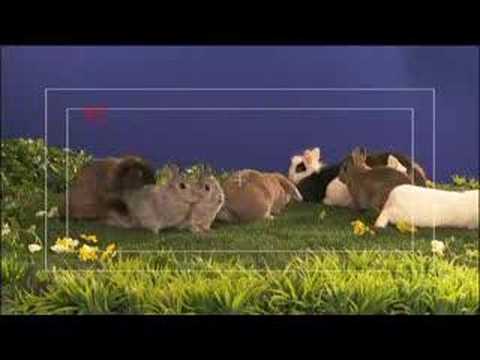 Watch 'Making of Bunny Ads'