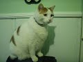 squeek prince chunk look-a like