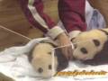 videos de Twin Panda Babies, Meihin & Eihin 双子のパンダの赤ちゃん、梅浜＆永浜 　2008-11-20