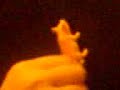 spiderpig midnight