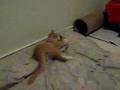 Muggins The Cat