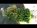 Bananas ready to eat