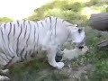 Meow Life Meow Life