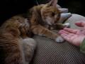 Catbook Movie: teach an old cat new tricks