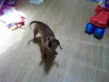 Daschund telling me off