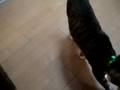 videos de cat hunting