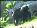 ZooTube3: Gorillas ZooTube3: Gorillas