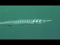 BUCEO CABO DE PALOS - PILES I