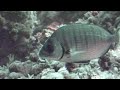 BUCEO CABO DE PALOS - PILES I BUCEO CABO DE PALOS - PILES I