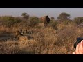 Elephant charges lions at Madikwe.