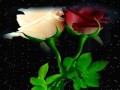 UNE ROSE ET UN BISOUS
