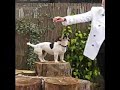 FOlkestone Triennial_ Mylo the Dog and Artist Pae White