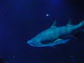 Universeum in G�teborg