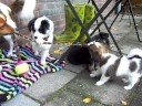 pups bijna 8 weken