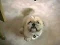 Howies Funny Videos Episode 1
