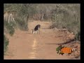 vamosdecaceria.com - Venado acrobata