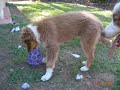 Australian Shepherd Puppy Slideshow