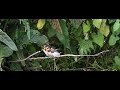 3 young barnswallows asking for food 3 young barnswallows asking for food
