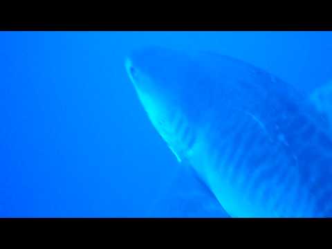 Tiger Shark at Elphinstone Reef, Red Sea