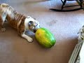 My puppy attacking a watermelon