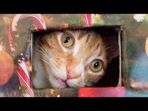 how to make a cat tree