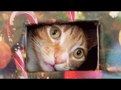 how to keep cat out of christmas tree