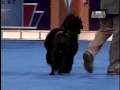 AKC/Eukenuba: Portuguese Water Dog