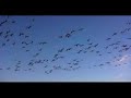 Snow Geese Forsythe National Wildlife Refuge NJ