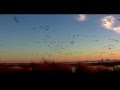 Snow Geese Forsythe National Wildlife Refuge NJ