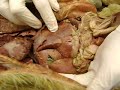 anatomy 2031 - digestive system