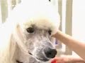 5 star Dog  & Pet Hotel called Chateau Poochie