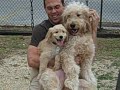 FUNNY Goldendoodle Dogs on A Swing